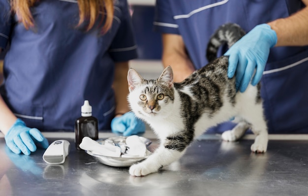 Photo close-up veterinarians with medicine for injured cat