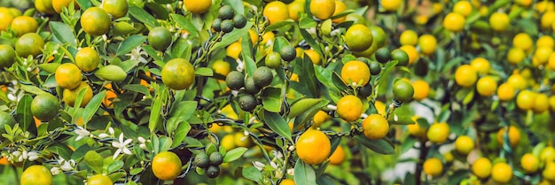 ベトナムの新年を記念して、鮮やかなオレンジ色の柑橘系の果物をキンカンの木にクローズアップします。月の新年のフラワーマーケット。中国の旧正月。テト。バナー、ロングフォーマット