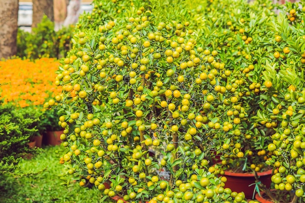 Primo piano agrumi arancioni vibranti su un albero di kumquat in onore del nuovo anno vietnamita. mercato dei fiori del capodanno lunare. capodanno cinese. tet