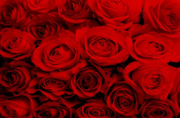 Photo close up of vibrant red roses, floral background for valentine's day