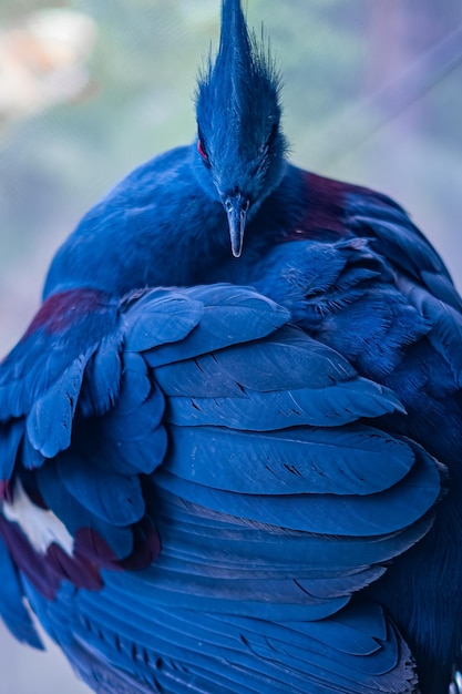 Foto close-up victoria gekroonde duif blauwe grijze vogel met rode ogen en een kroon