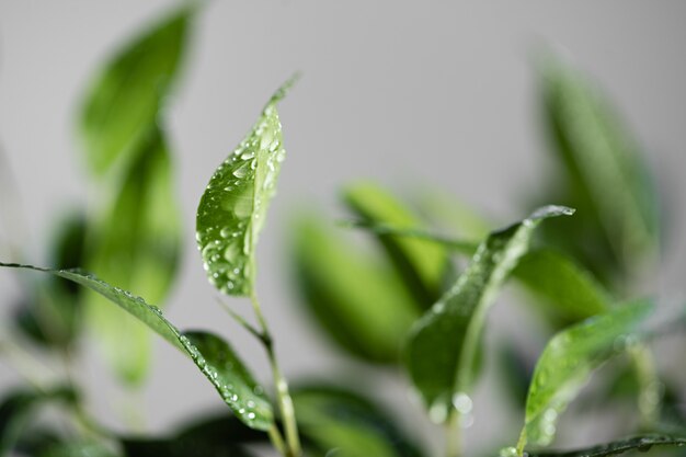 Close up video of watering plant. Home gardening concept. Ecology