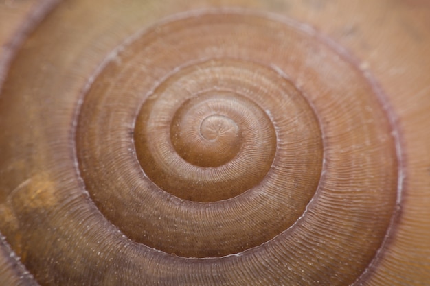 Close up vie of a spiral shell texture background