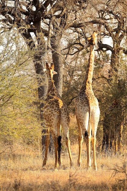 Vista ravvicinata della giraffa africana che naviga su un albero in una riserva naturale sudafricana