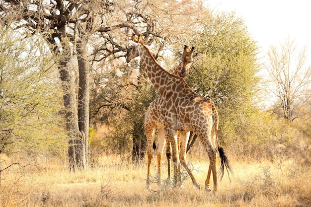 close up view of African Giraffe browsing on a tree in a South African wildlife reserve