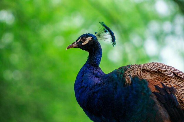 Close up view of The African peacock or blue peacock, a large and brightly bird.