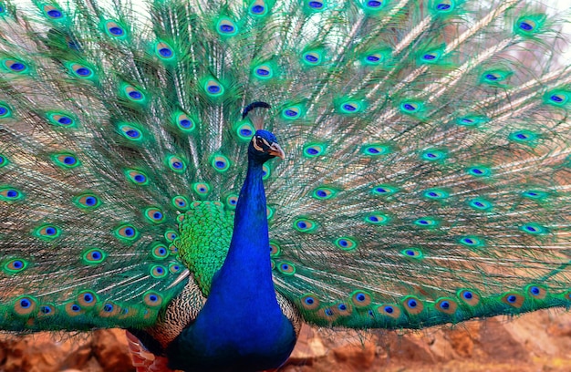 Close up view of The African peacock  a large and brightly coloured bird. Portrait of beautiful peacock with feathers out.