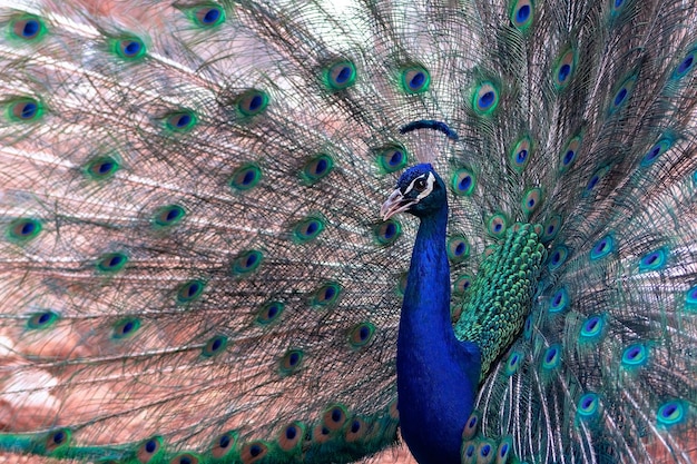 Close up view of The African peacock  a large and brightly coloured bird. Portrait of beautiful peacock with feathers out.