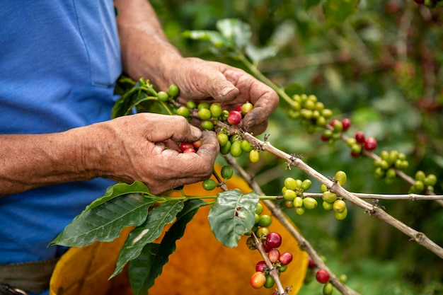 A close up view of a arabica coffee farmer\'s hands picking\
beans of a plant on his farm in colombia