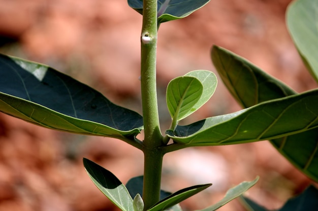 アルカ植物の葉の拡大図。