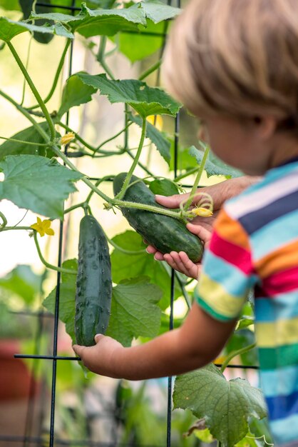 Close up view of the arms of a mother and her child picking cucumbers