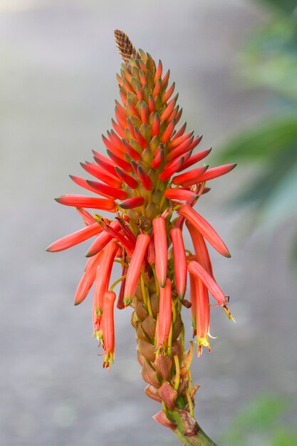 美しいアロエベラの花のつぼみのビューを閉じます。