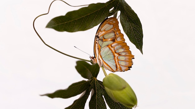 Photo close-up view of beautiful butterfly concept