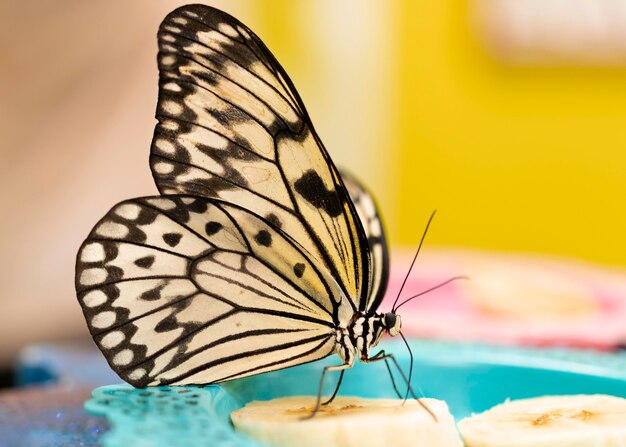 Photo close-up view of beautiful butterfly concept