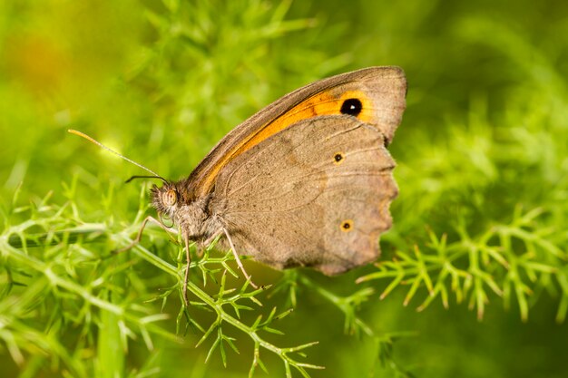 美しい草原ブラウン（Maniola jurtina）蝶の昆虫の眺めを閉じます。