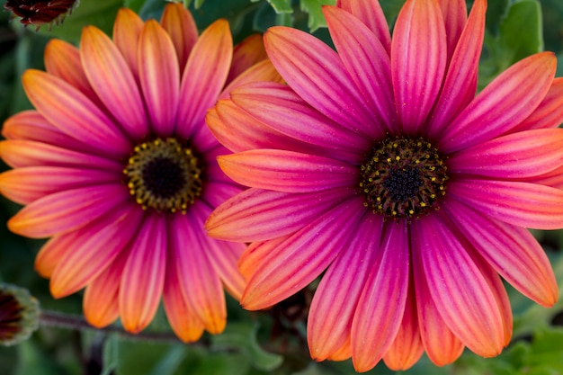 Close up view of the beautiful Osteospermum pink orange daisy flowers.