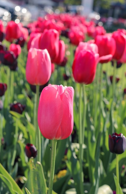 Photo close-up view of beautiful pink tulips at bright spring summer day.