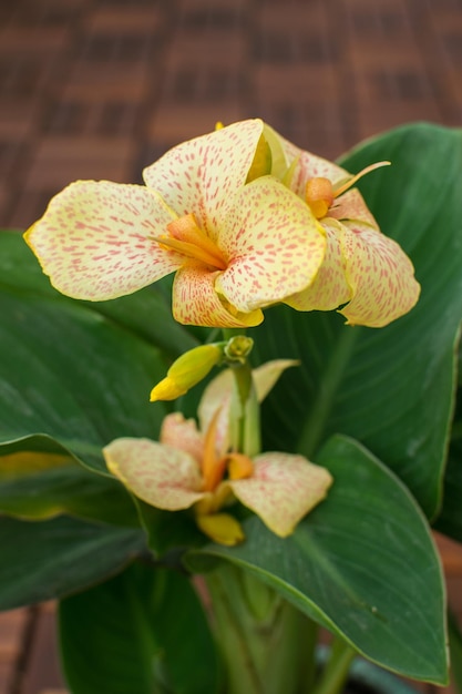 Photo close up view of a beautiful yellow orange canna cannasol plant in bloom