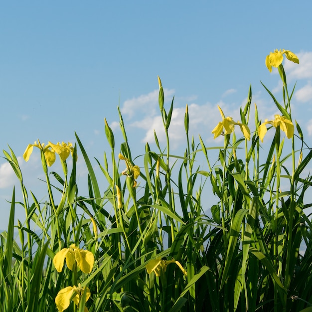 Close up view of beautiful yellow wild iris flower. Iris âPseudacornusâ yellow flag