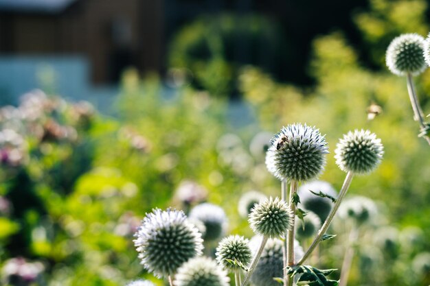 前景の明るい夏の晴れた日の緑の牧草地の美しい花に蜂蜜を生成するために花粉を収集する蜂のクローズアップビュー背景の緑の草のぼやけたビュー