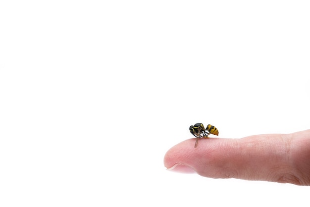 Close up view of bee sting mans finger isolated.