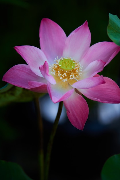 Photo close-up view blooming pink water lily