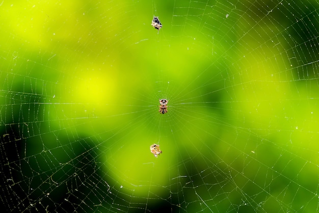 Close- up view of a Bold Jumping Spider With spider webs