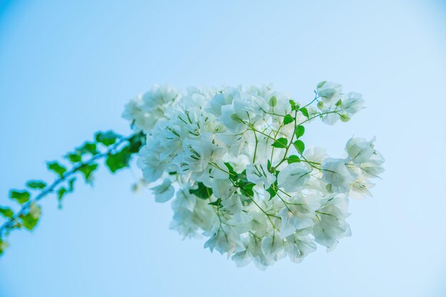 Close up view of Bougainvillea glabra the lesser bougainvillea or paperflower is the most common