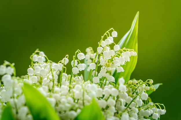 Close up view of bouquet of lilies of the valley flowers on a green background.