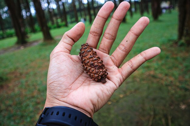 Photo close up view brown pine cone on hand in indonesian forest