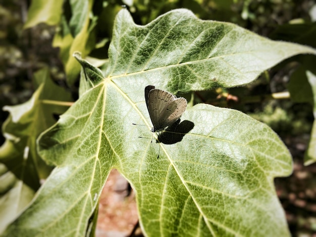 Photo close-up view of butterfly siting on green leaf