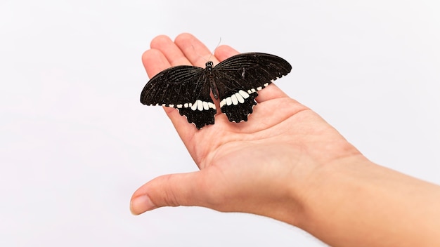 Close-up view of butterfly sitting on hand