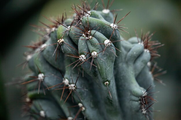 Close up view of cactus spines