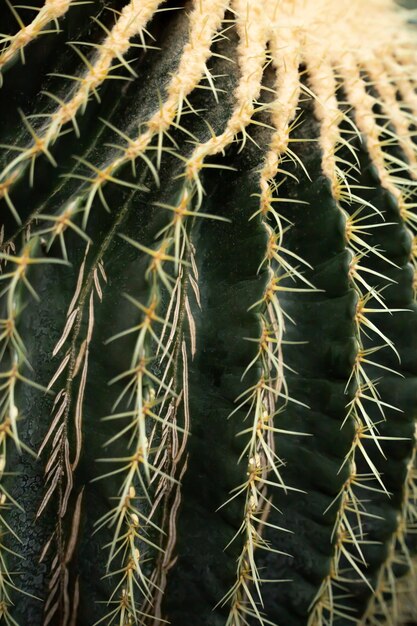 Close up view of cactus