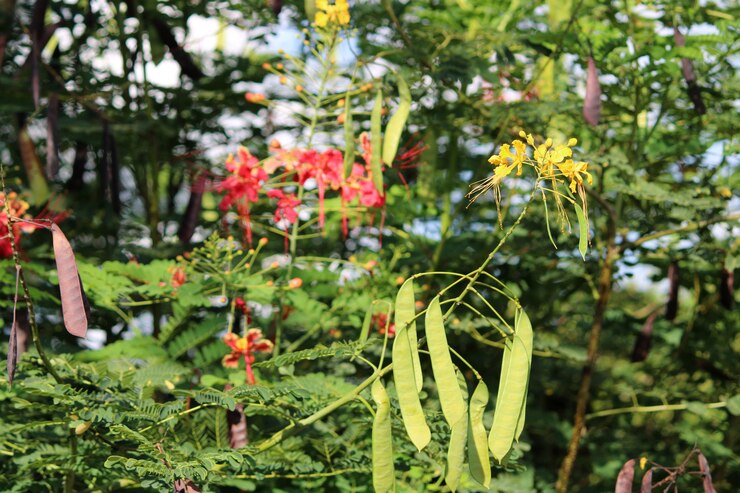 Крупным планом вид стручков и цветов Caesalpinia pulcherrima.