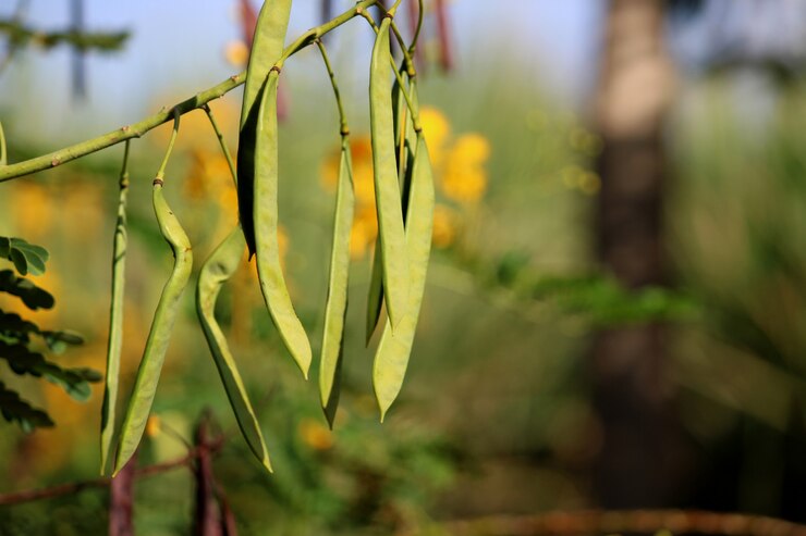 Стручки Caesalpinia pulcherrima крупным планом.