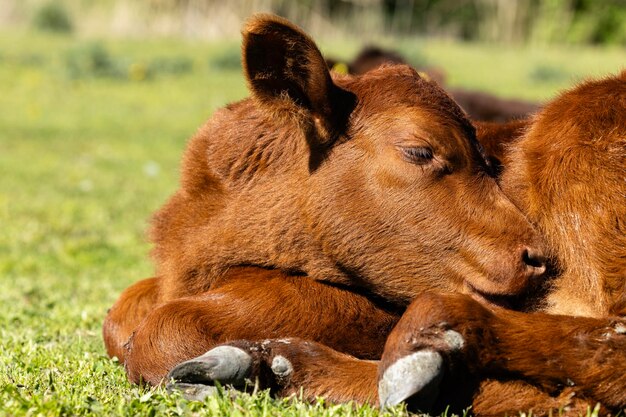 Close up view of calf domestic animal lying on grass and sleeping Livestock breeding and production