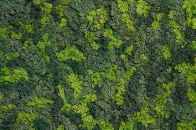 異なる色の天然のモスで作られたキャンバスを近距離で見る 高解像度