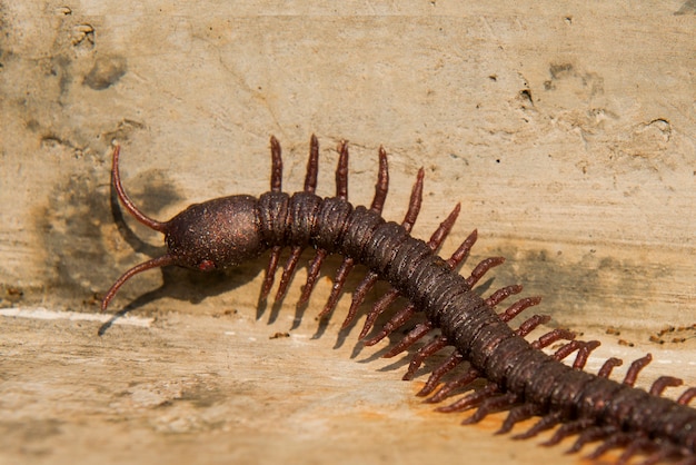 Close up view of centipede on wooden background