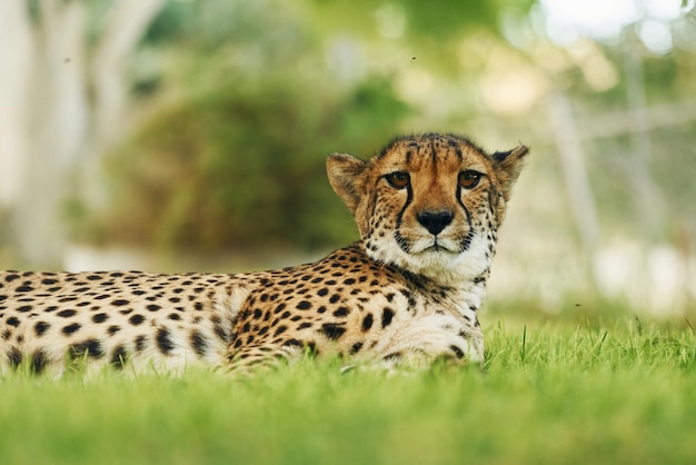 Close up view of cheetah that is lying down on the green grass outdoors