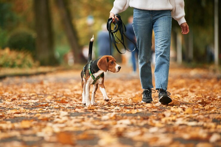 Photo close up view of cocker spaniel dog on a leash woman in the park