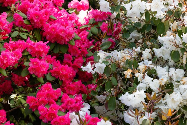 Close up View of Colorful Flowers in a green garden Deer Lake Park