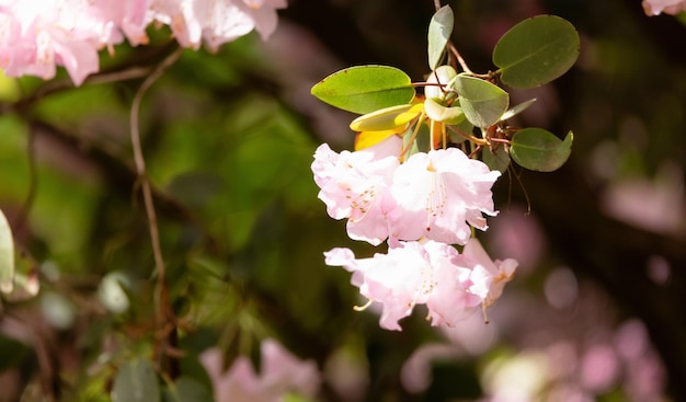 緑豊かな庭園の色とりどりの花のクローズアップディアレイクパーク