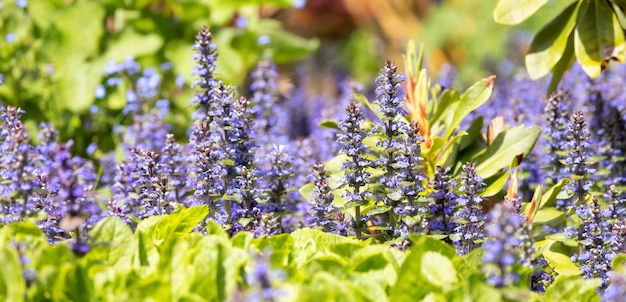 Close up View of Colorful Green Leafs and Flowers in garden