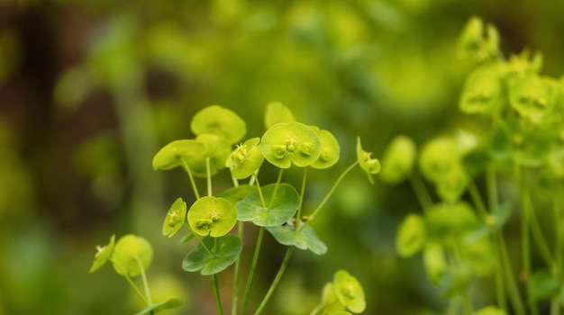 Close up View of Colorful Green Leafs in garden