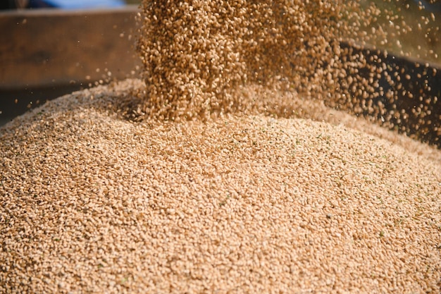 Vista ravvicinata della mietitrebbia che versa un rimorchio con grano durante la raccolta