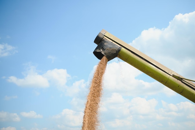 Close up view of combine harvester pouring a tractortrailer with grain during harvesting