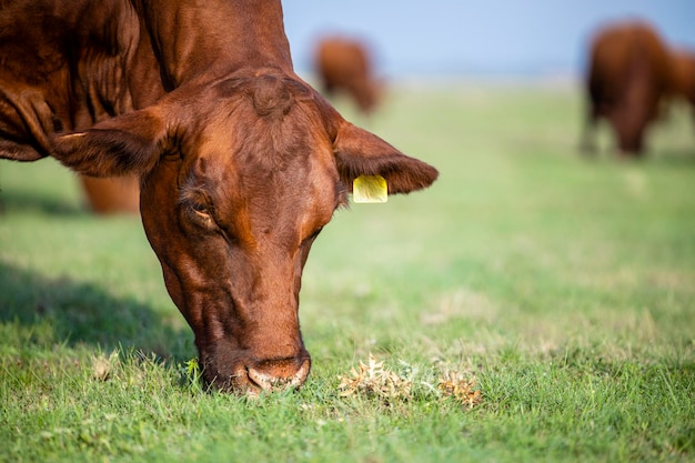 Close up view of cow head grazing in the field Eating healthy grass on meadow