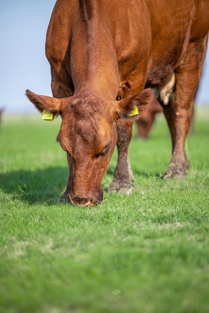 Закрытый вид на голову коровы, пасущуюся в поле, поедающую здоровую траву на лугу