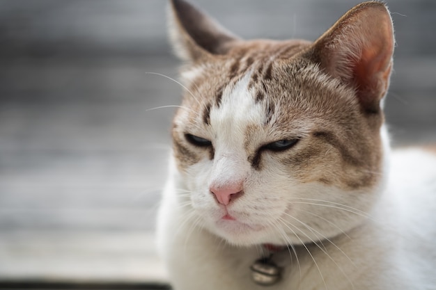 Foto vista ravvicinata di un simpatico gatto